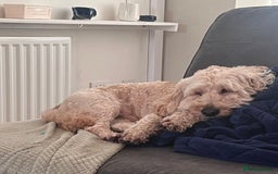Cockapoo dogs for adoption: Handsome & loyal WOODY needs a new Loving Home - Image 4