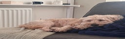 Cockapoo dogs for adoption: Handsome & loyal WOODY needs a new Loving Home - Advert 4