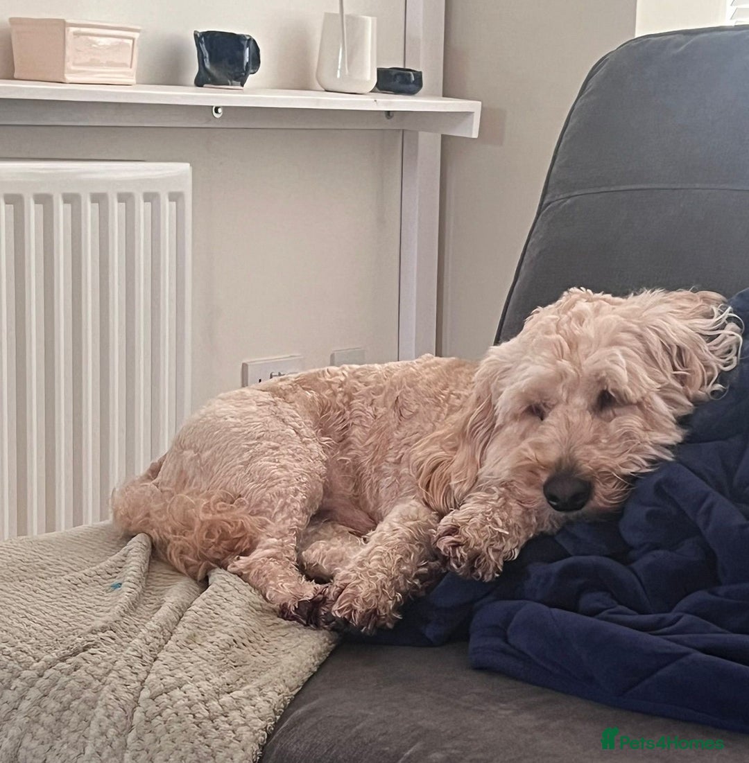 Cockapoo dogs for adoption: Handsome & loyal WOODY needs a new Loving Home - Image 4