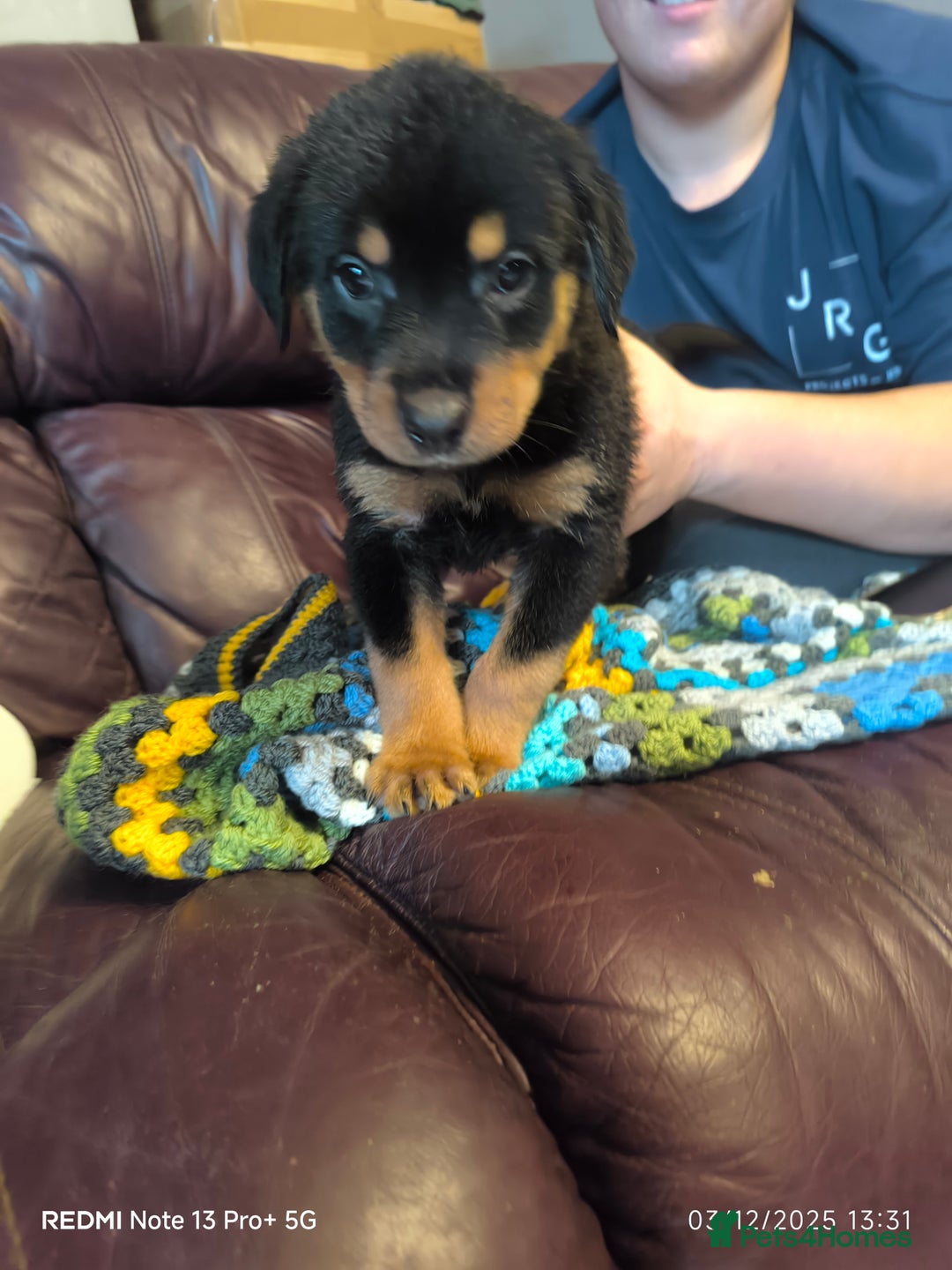 Rottweiler dogs for sale: * *photos updated Rottweiler puppies KC reg - Advert 28