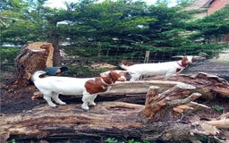 Goats livestock for sale: Boer goat x nannies and pygmy Billy  - Image 2