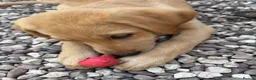 Labrador Retriever dogs for sale: Mixed litter black and blonde Labrador puppies  - Advert 17
