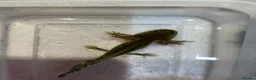 Axolotl reptiles for sale: Axolotl Jeuveniles  - Advert 25