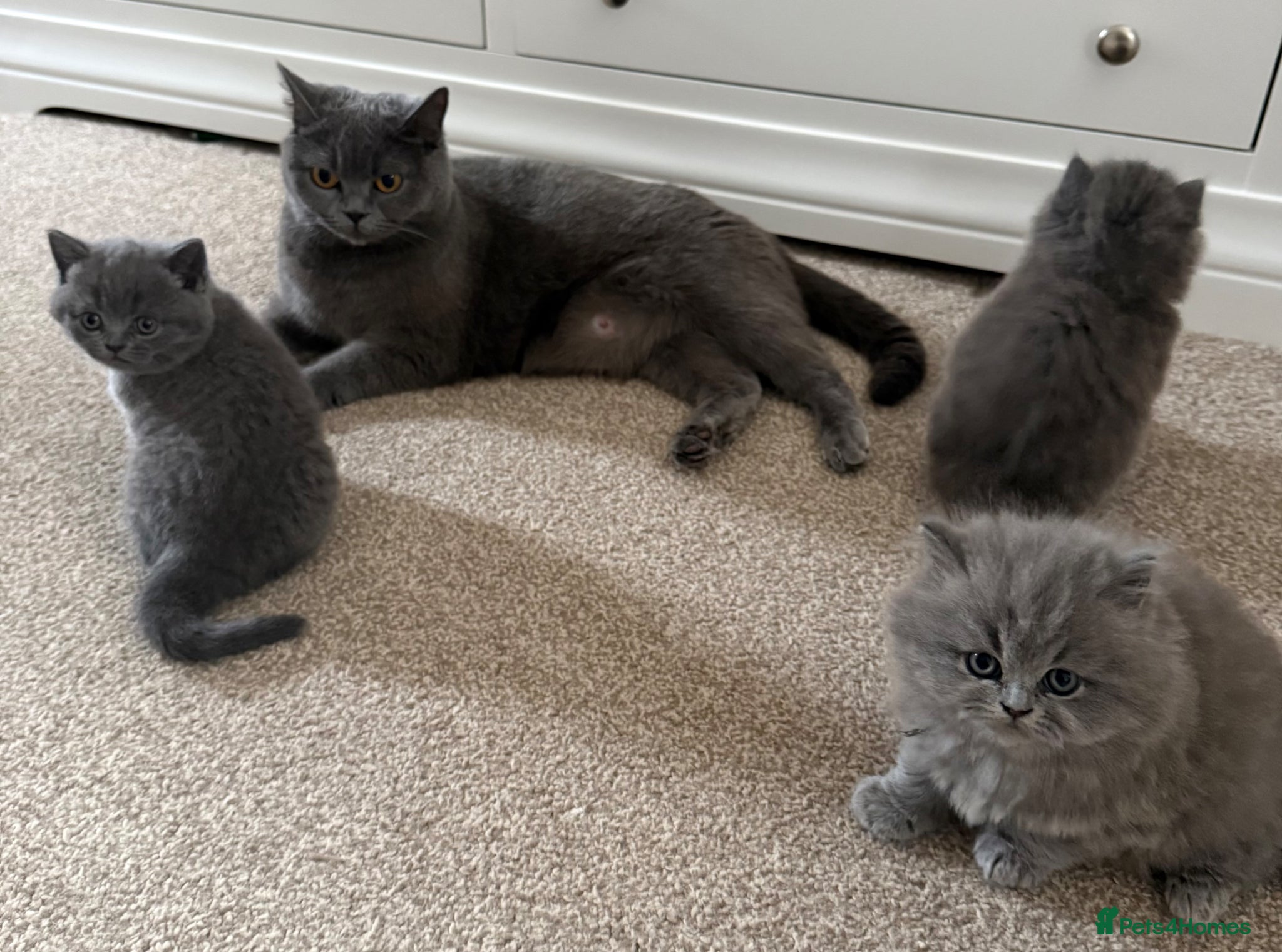 British Shorthair cats GCCF BSH & BSL show quality Champions - Advert 2