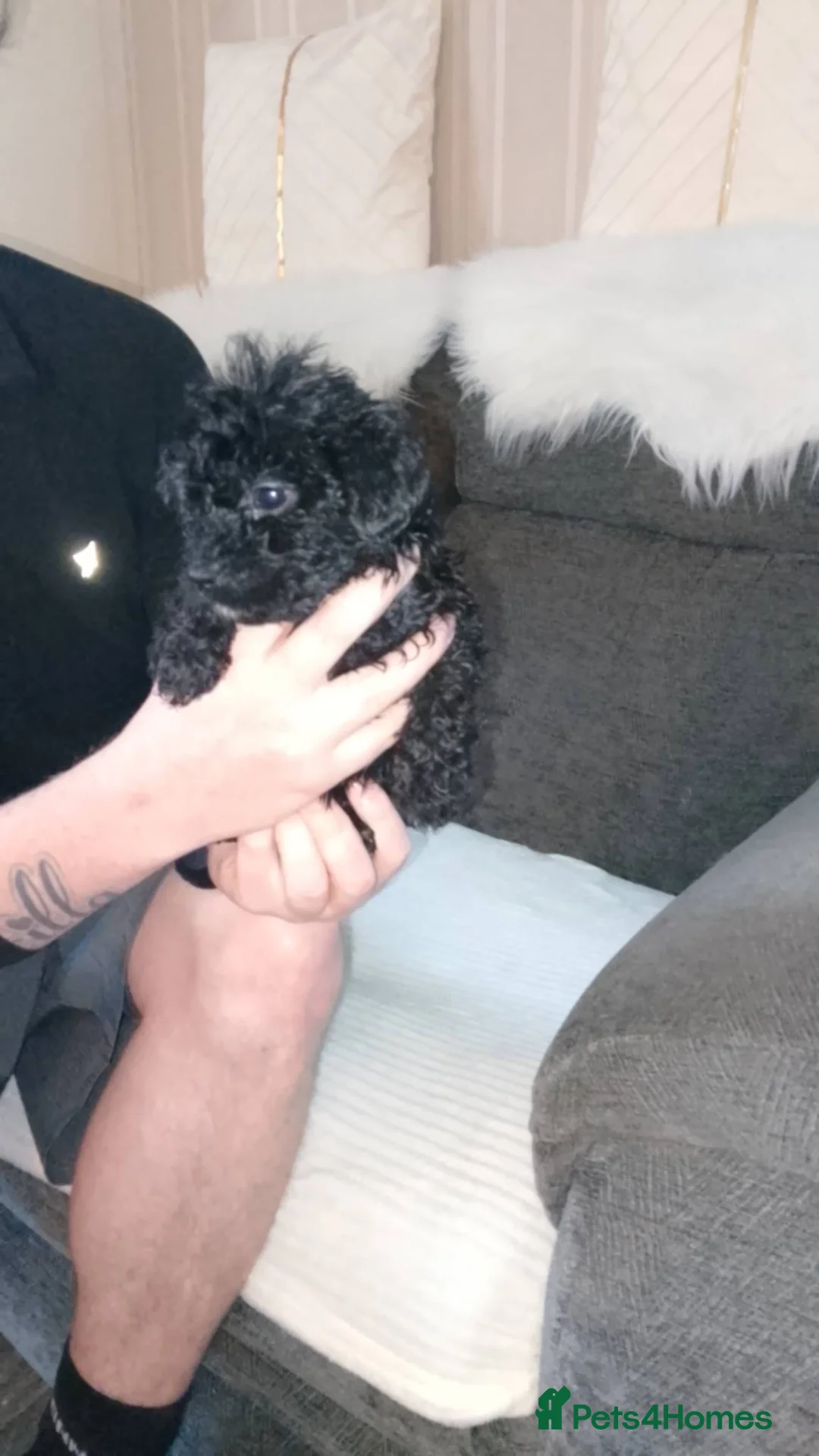 Cockapoo dogs for sale: Cockapoos 3 boys left  - Advert 1