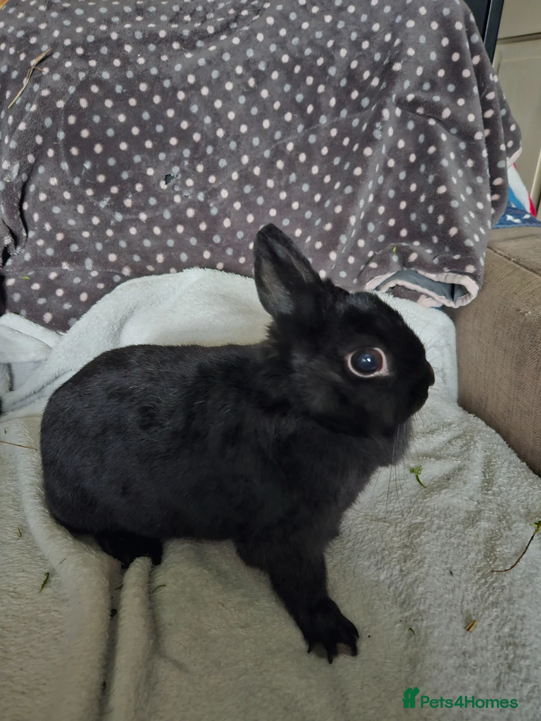Netherland Dwarf rabbits for sale: Black Self female  - Advert 1