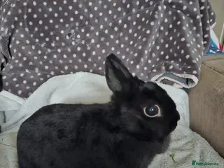 Netherland Dwarf rabbits Black Self female - Advert 3