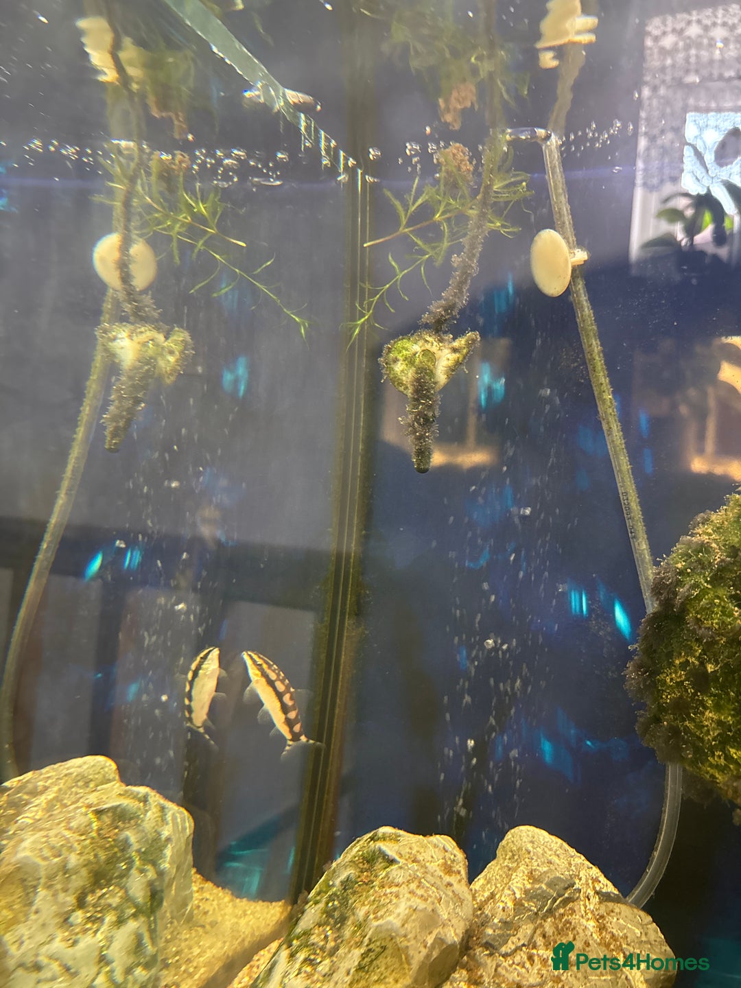 Other/Mixed Breed fish for sale: Free Dearf chain Loch in Liphook - Image 1