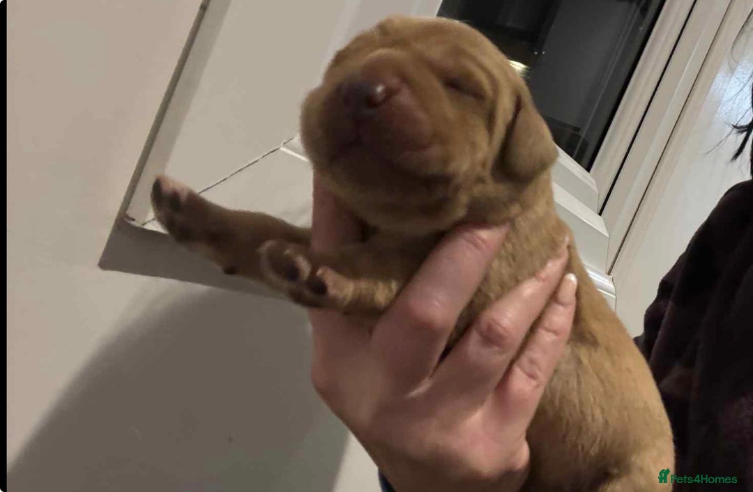 Labrador Retriever dogs for sale: Lab puppies - Advert 2