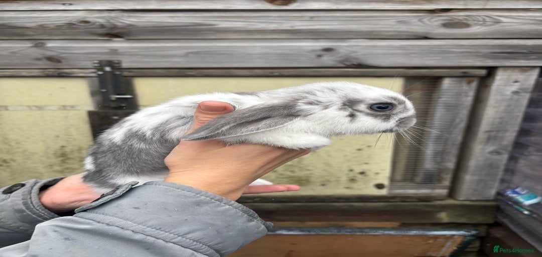 Gallery Image {{count}}