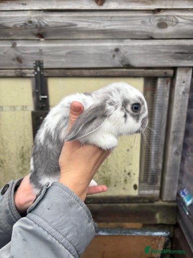 Gallery Image {{count}}