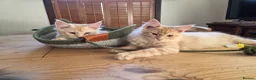 Maine Coon cats for sale: Two beautiful Maine Coon kittens - Advert 7