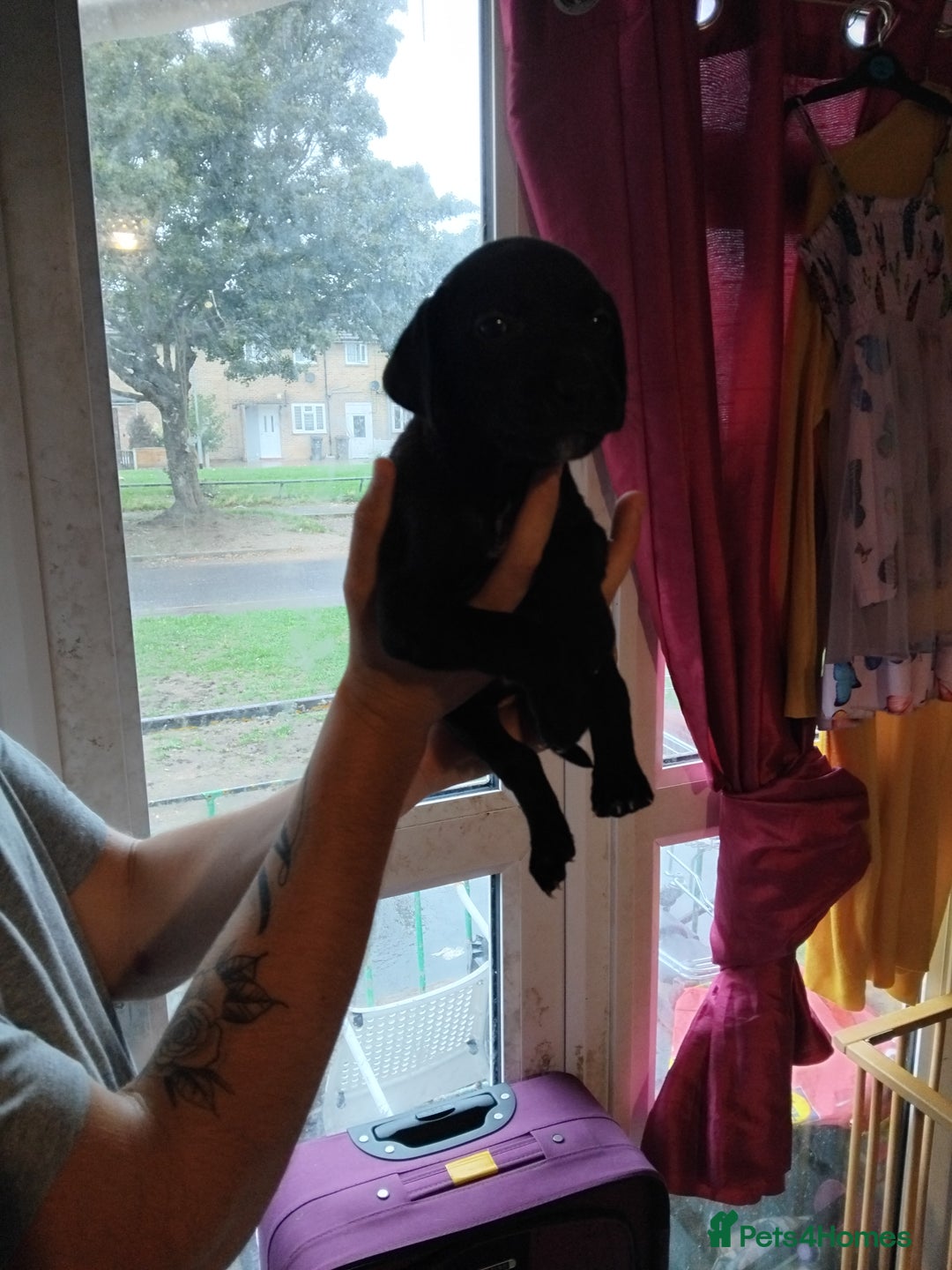Mixed Breed dogs for sale: Presa canario cross golden labrador - Image 3