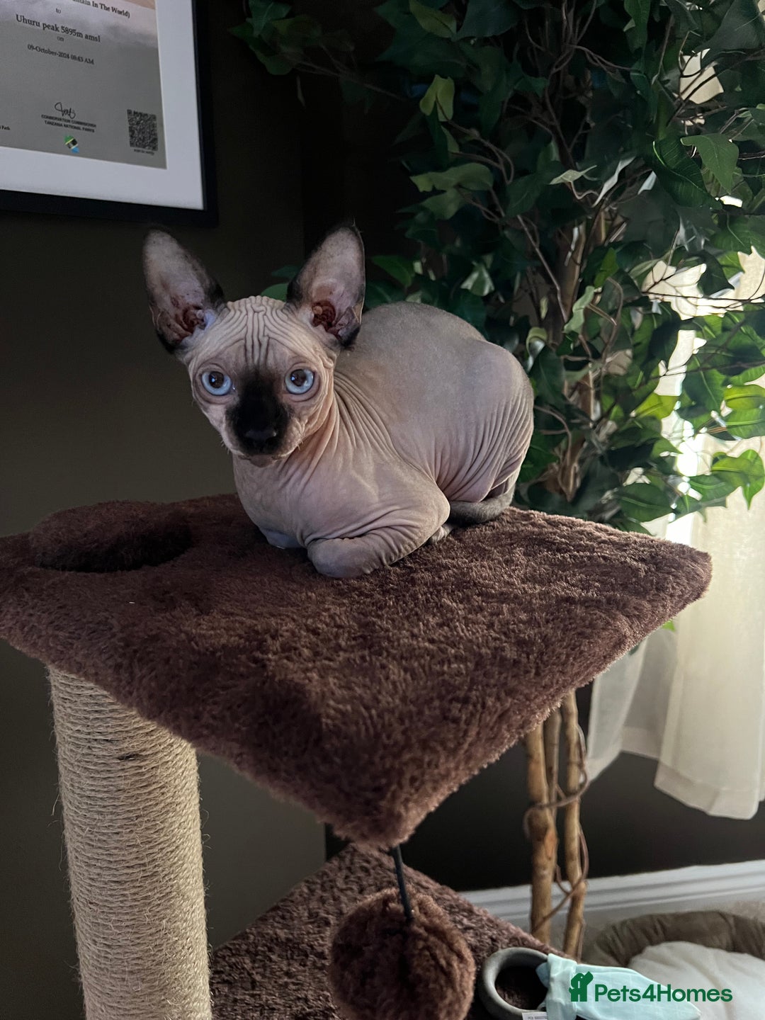 Sphynx cats for sale: Sphynx Male Kitten  - Advert 2