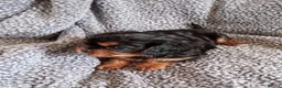Cavalier King Charles Spaniel dogs for sale: *LASY BOY* *READY * Cavalier King Charles Puppies  - Advert 2