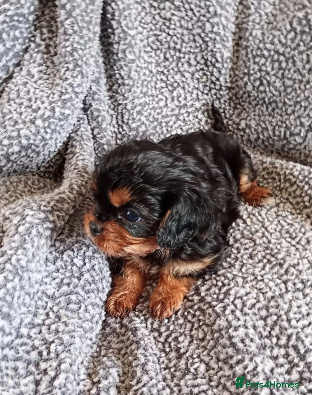 Cavalier King Charles Spaniel dogs for sale: *LASY BOY* *READY * Cavalier King Charles Puppies  - Advert 2