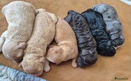 Cockapoo dogs for sale: Loving forever homes wanted. Perfect Cockapoo's.   - Image 1