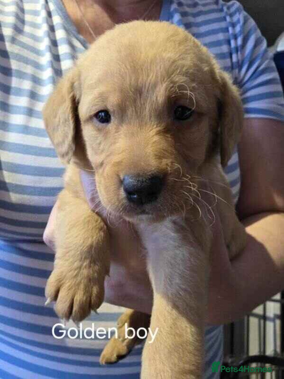Labradoodle dogs for sale: Labradoodle multigen medium sized - Image 6