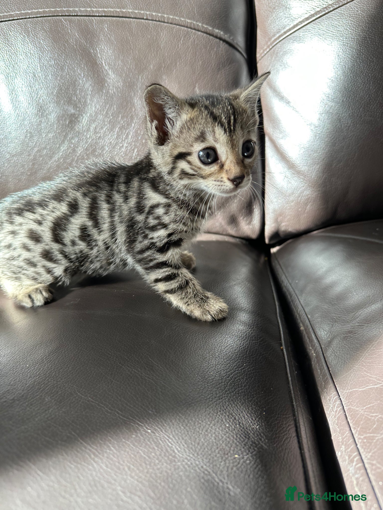 Bengal cats We have two Bengal kittens for sale - Advert 6