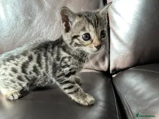 Bengal cats We have two Bengal kittens for sale - Advert 6