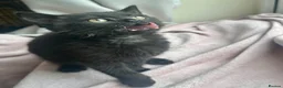 Mixed Breed cats for sale: LAST! Female Kitten (read) in Swindon - Advert 6