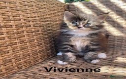 Maine Coon cats for sale: Mainecoons  - Image 6