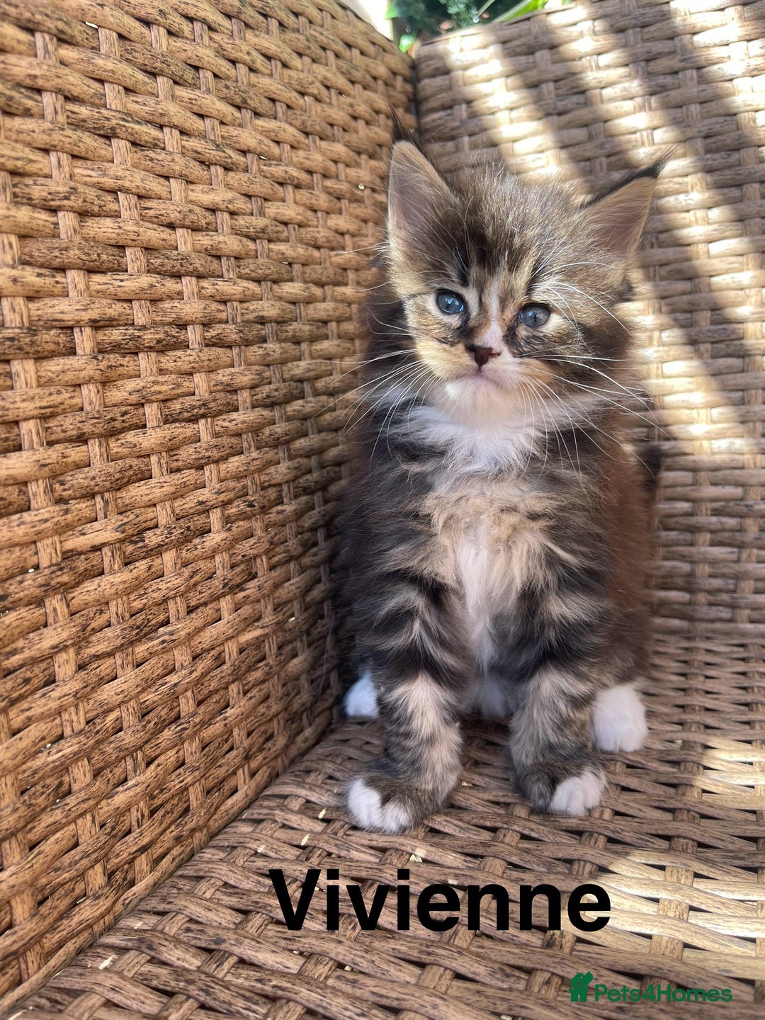 Maine Coon cats for sale: Mainecoons  - Image 6