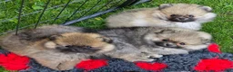 Pomeranian dogs for sale: Beautiful sable girl  - Advert 8