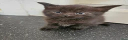 Maine Coon cats for sale: Beautiful black fluffy kittens - Advert 2