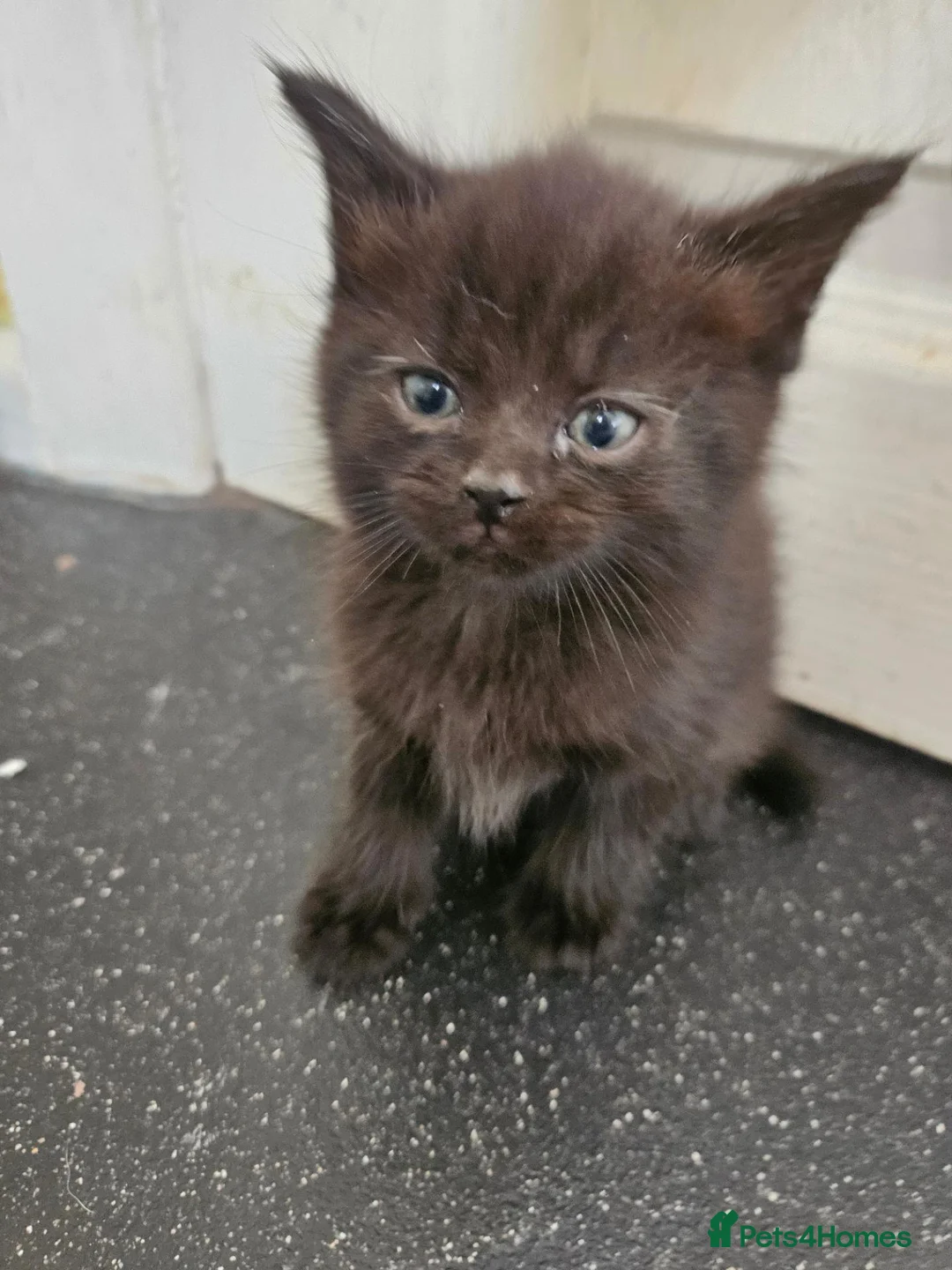 Maine Coon cats for sale: Beautiful black fluffy kittens - Advert 2