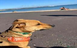 Mixed Breed dogs for adoption: Meet Gecko – a one-of-a-kind little sweetheart - Image 3