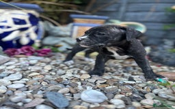 Mixed Breed dogs for sale: Mastiff x staff puppies  - Image 1