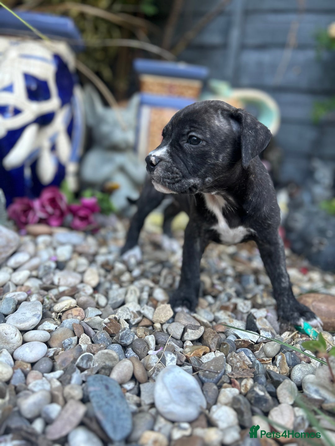 Mixed Breed dogs for sale: Mastiff x staff puppies  - Image 1