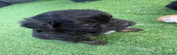 Mixed Breed dogs for sale: Ready to leave!!! - Advert 18