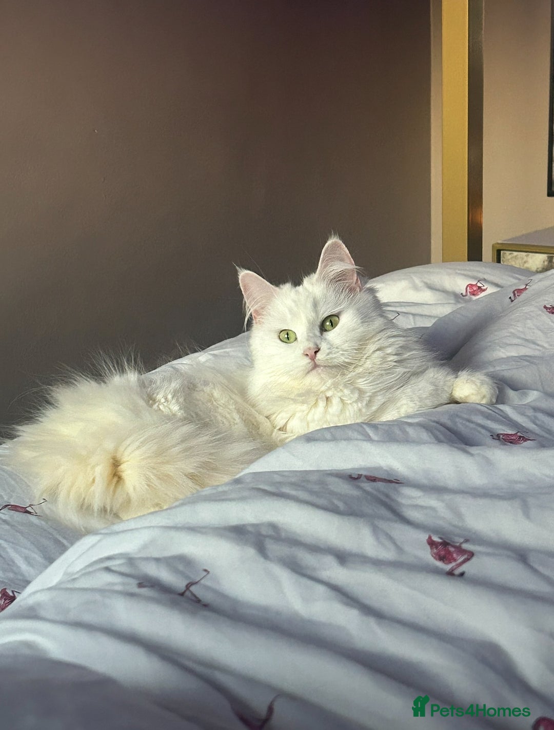 Maine Coon cats for sale: Pure bred Maine coon - Advert 4