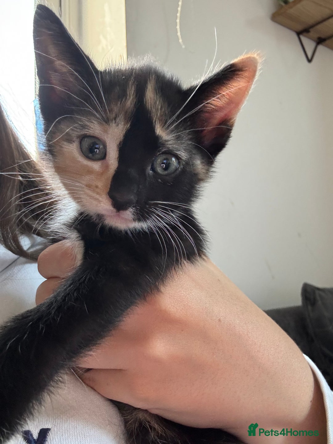 Domestic Shorthair cats for sale: 4 beautiful kittens  - Image 17