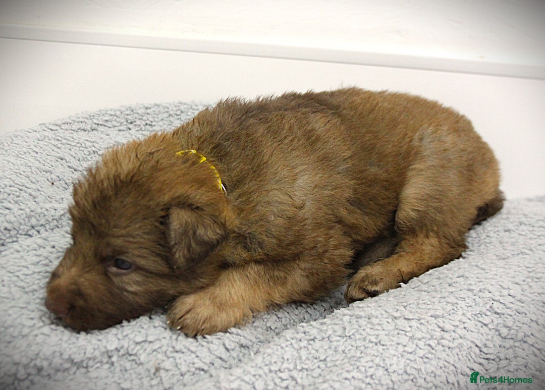 German Shepherd dogs for sale: GORGEAOUS K/C Registered German Shepherd puppies - Image 29