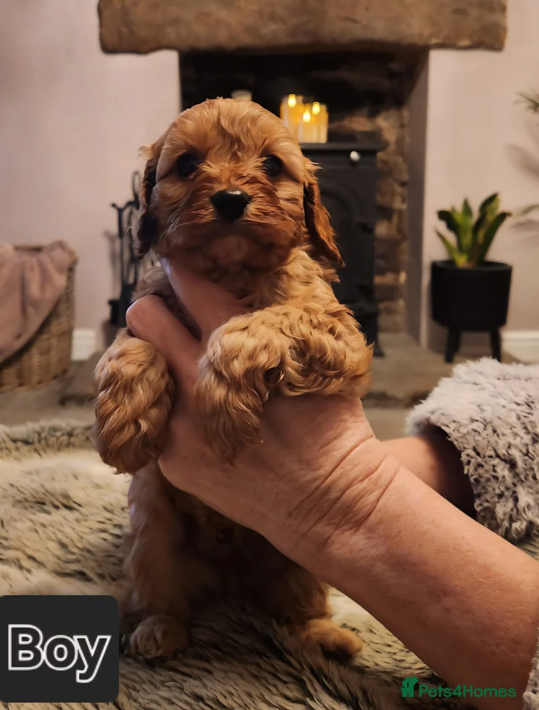 Cavapoo dogs for sale: Cavapoo puppies  - Advert 6