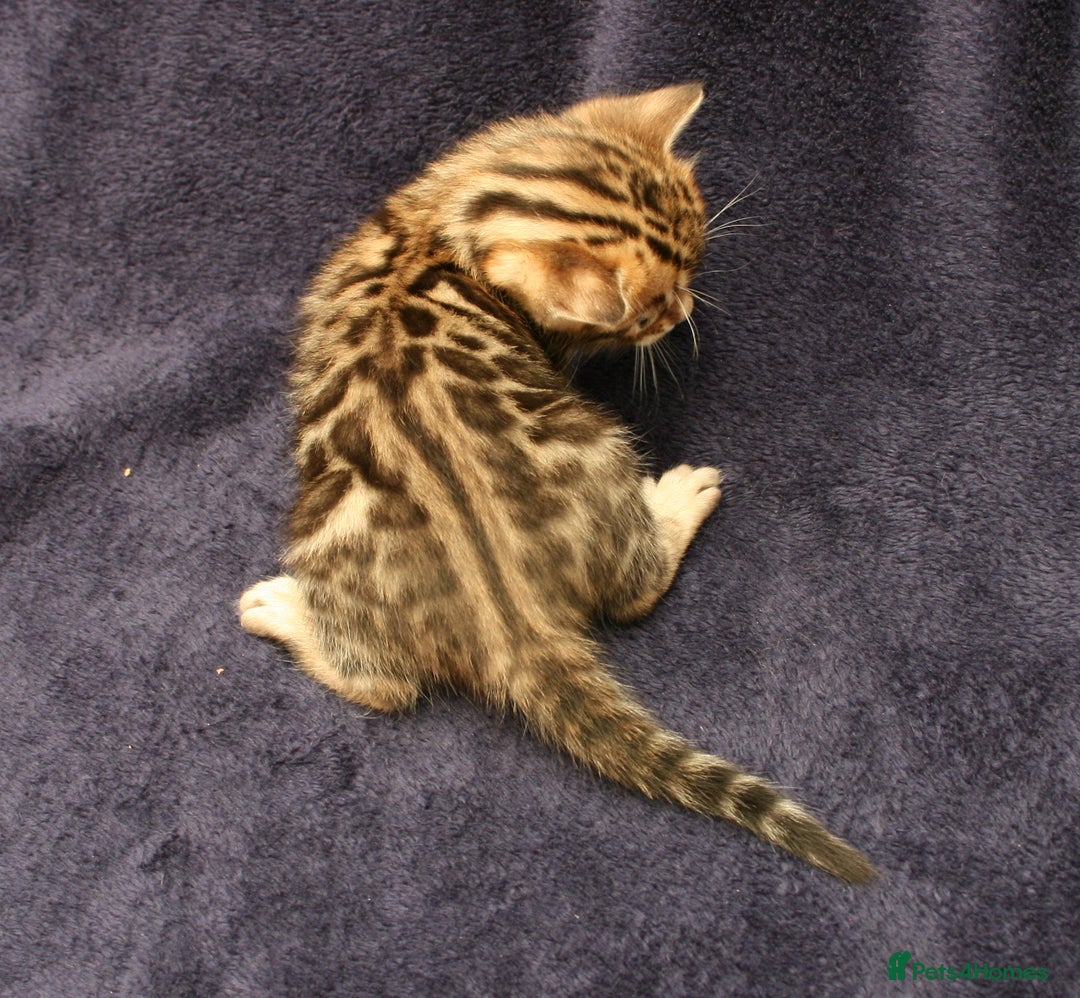 Bengal cats for sale: TICA Registered Bengal Kittens–Ready Nov 2025 🐾 - Image 23