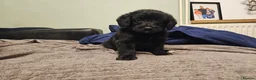 Mixed Breed dogs for sale: READY TO GO - 3 Beagador/miniature poodle puppies - Advert 9
