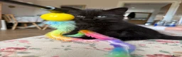 British Longhair cats for sale: Black longhair Kitten🐾 - Advert 4