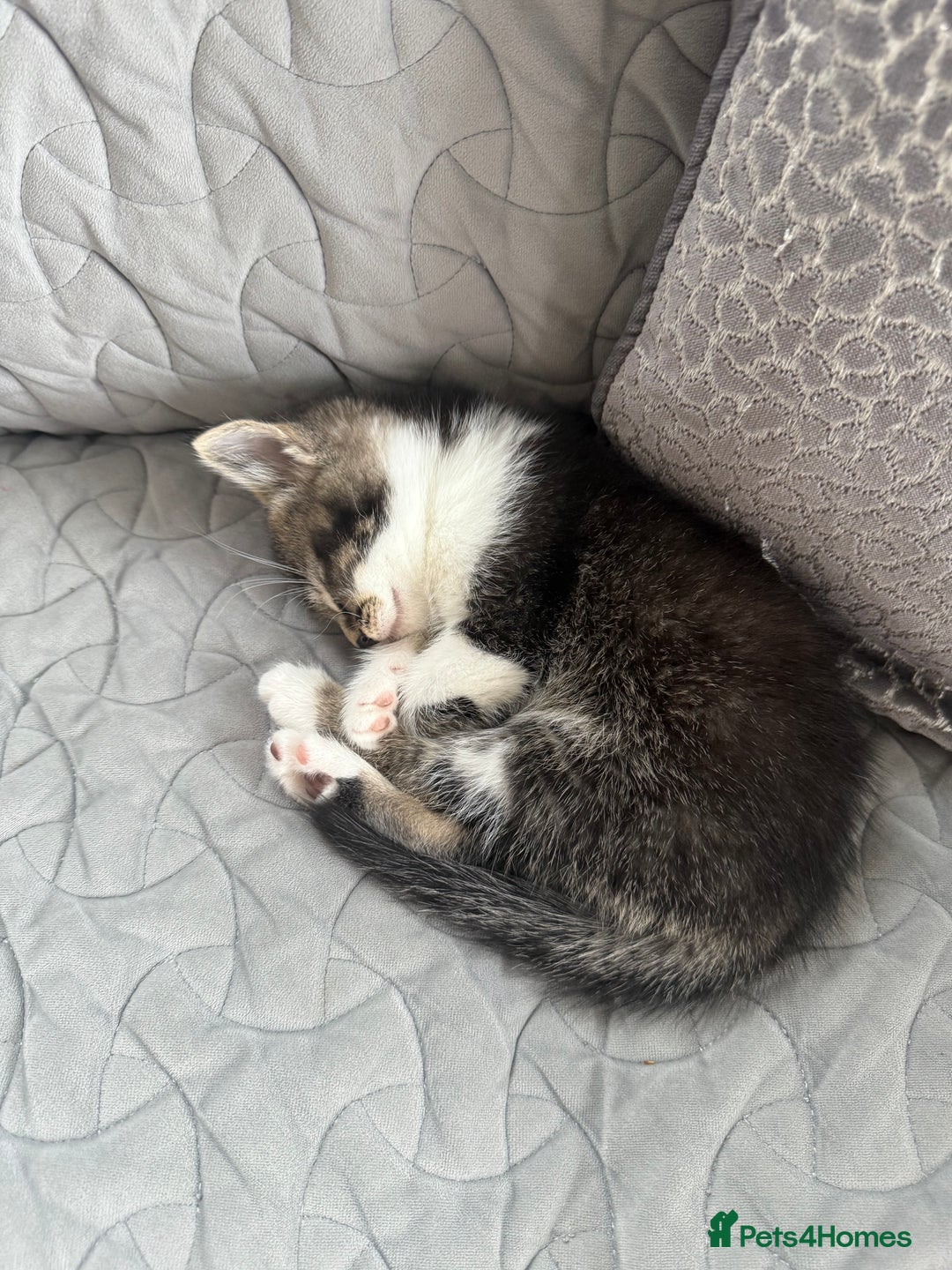 Mixed Breed cats for sale: Two lovely boys - Image 23
