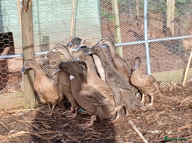 Ducks poultry - Advert 2