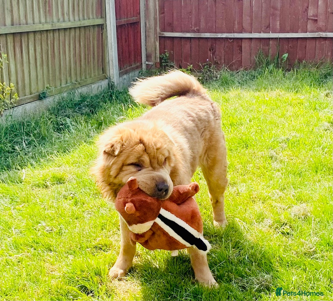 Shar Pei dogs for sale:  Bear coat Sharpi female   - Image 2