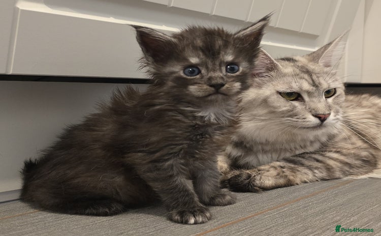 Maine Coon cats - Advert 1
