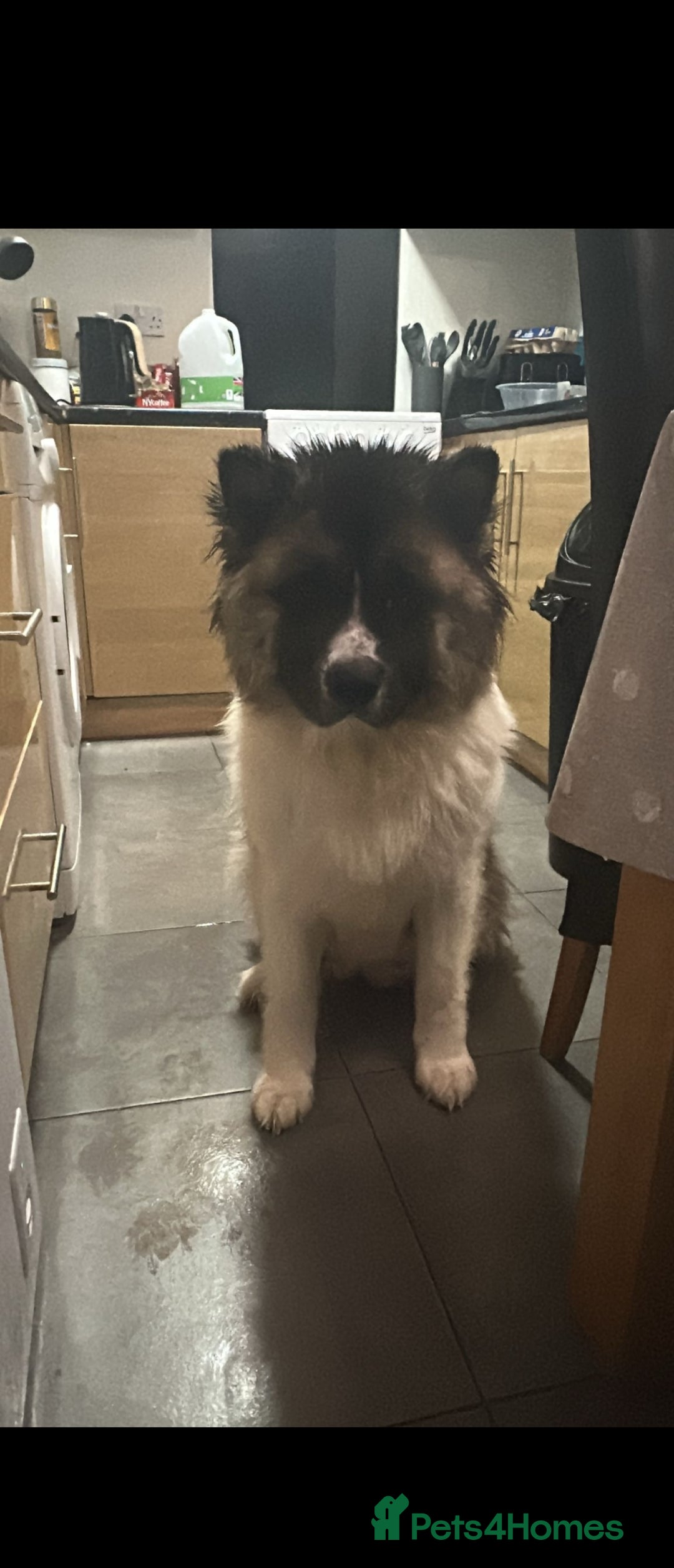 Akita dogs for sale: American akita puppies - Advert 1