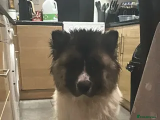 Akita dogs American akita puppies - Advert 4