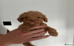 Cockapoo dogs for sale: cockapoo puppies  - Image 14