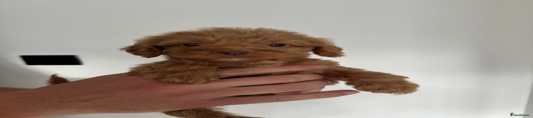 Cockapoo Puppy 2