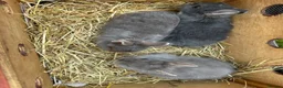 Netherland Dwarf rabbits for sale: Lovely Netherlands dwarf baby rabbits. - Advert 7
